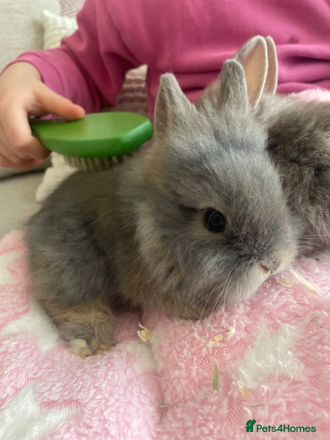 Lionhead rabbits for sale: 🐰 Adorable Lionhead Bunnies for Sale 🐰 - Advert 2