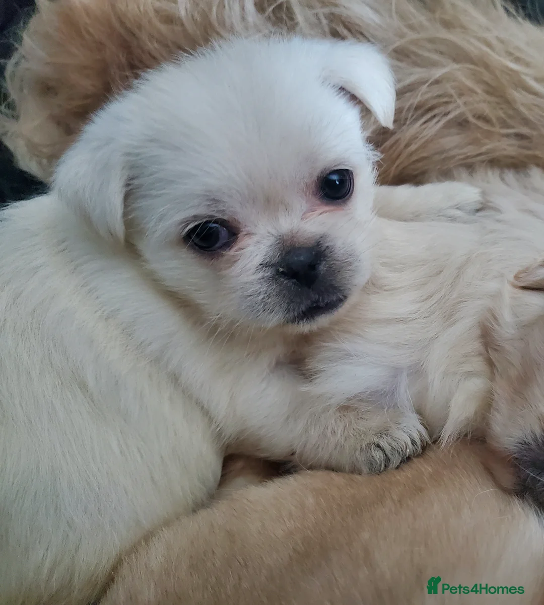 Mixed Breed dogs for sale: Shih tzu cross Pug puppies - Advert 25