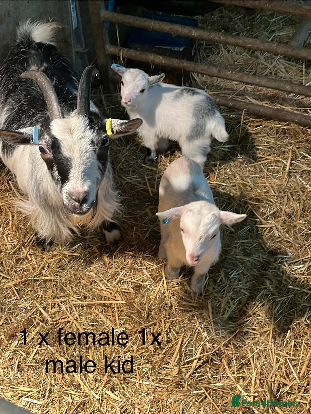 Goats livestock for sale: Pygmy goats with kids  - Advert 9