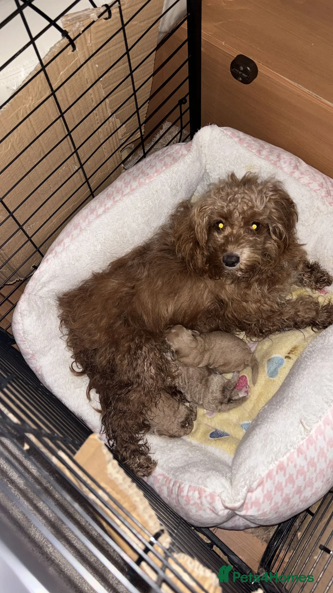 Cockapoo dogs for sale: Stunning Litter of Cockapoo Puppies for Sale in Wallington - Advert 6