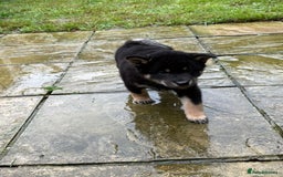 Japanese Shiba Inu dogs for sale: Multi champion Japanese Shiba Inu’s - Image 23