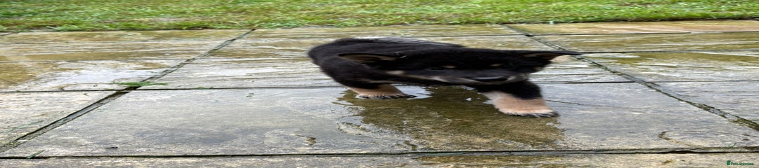 Japanese Shiba Inu Puppy 2