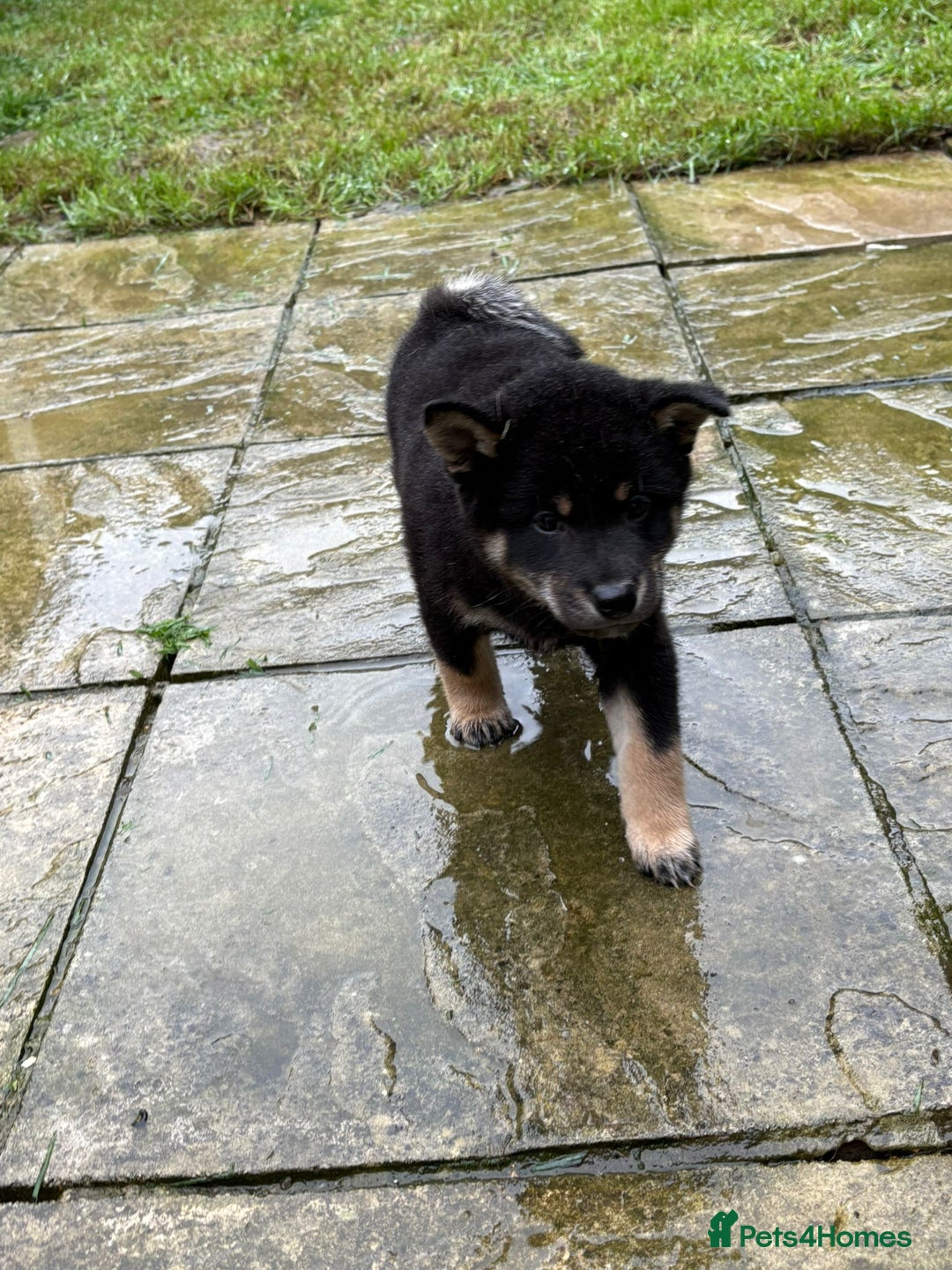 Japanese Shiba Inu dogs for sale: Multi champion Japanese Shiba Inu’s - Image 23