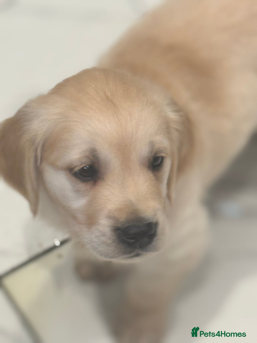 Golden Retriever dogs for sale: 9 gorgeous golden retriever pups  - Image 5