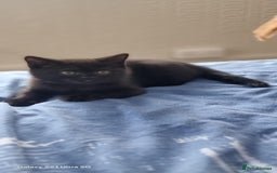 Mixed Breed cats for sale: Beautiful Mixed British Shorthair Kittens - Image 2