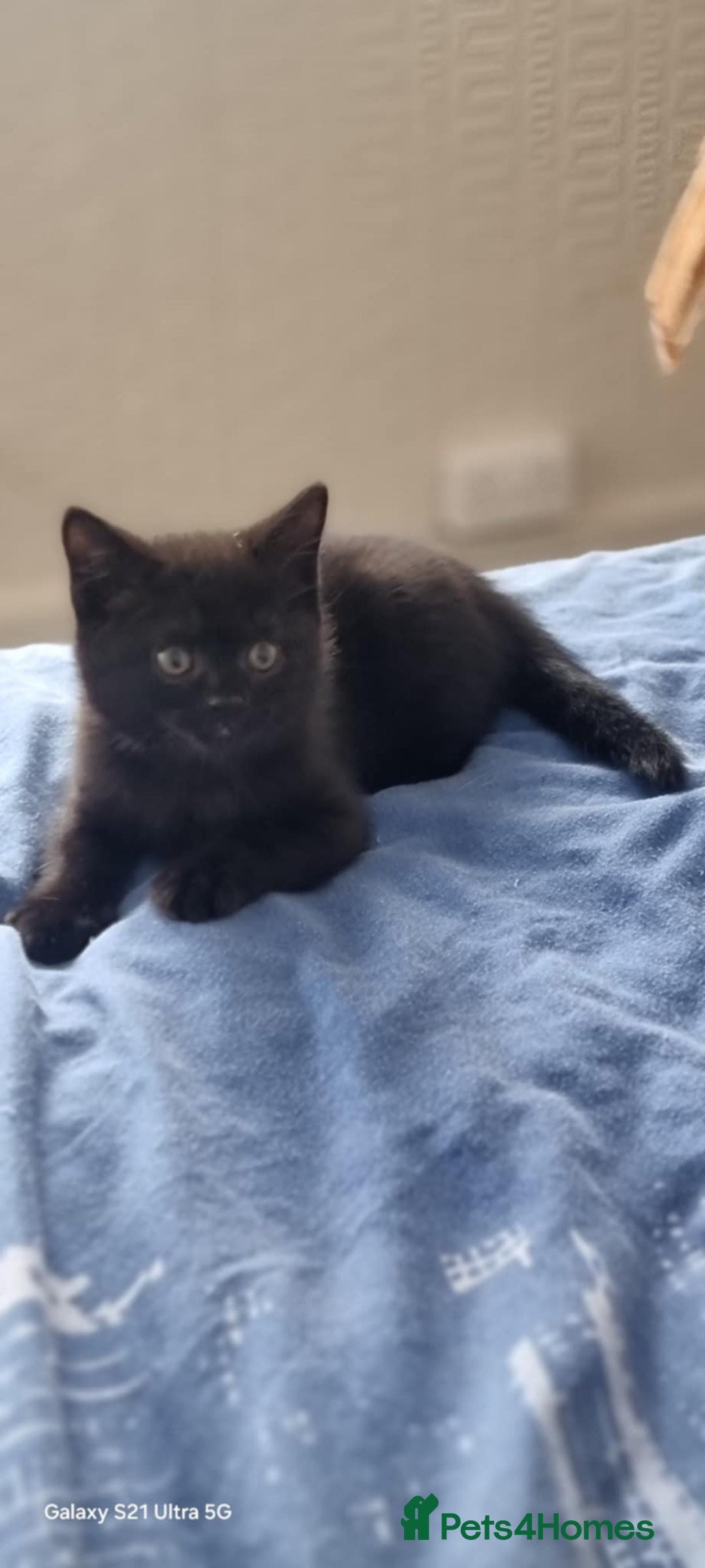 Mixed Breed cats for sale: Beautiful Mixed British Shorthair Kittens - Image 2