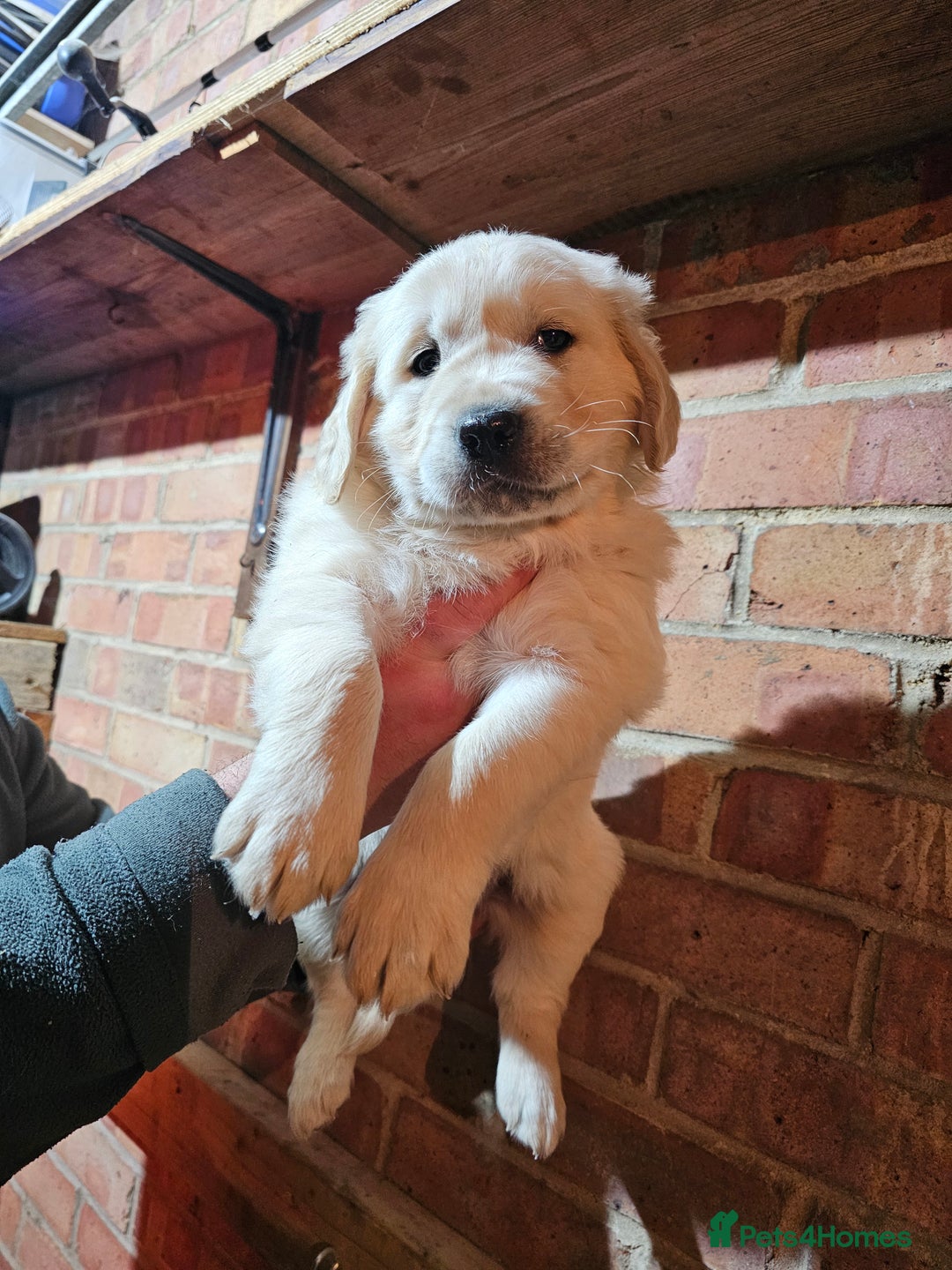 Golden Retriever dogs for sale: Golden Retriever puppy's  Ready to leave now  - Advert 1