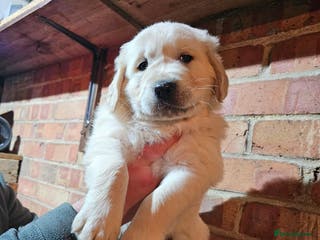 Golden Retriever dogs Golden Retriever puppy's Ready to leave now - Advert 2