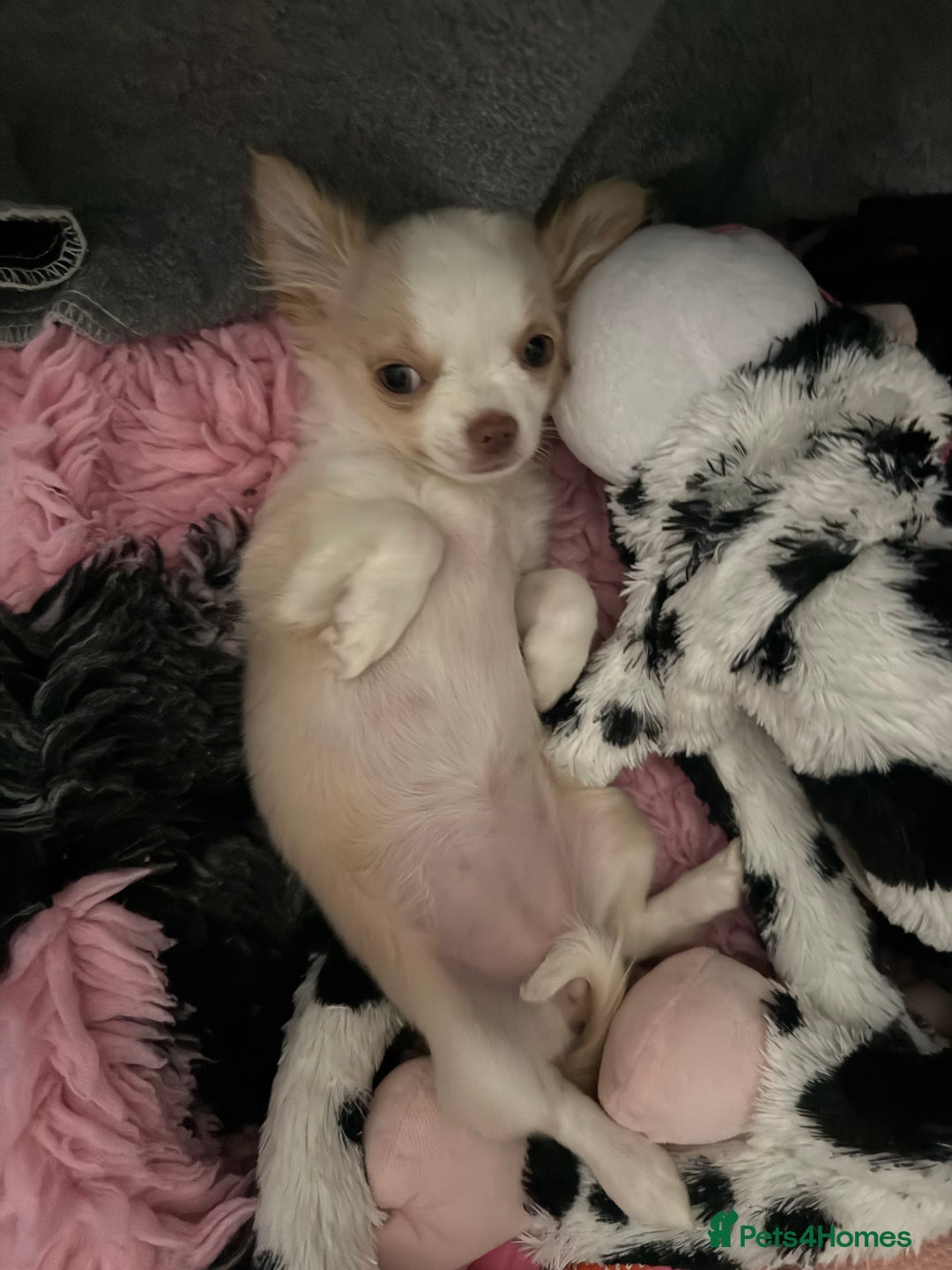 Chihuahua dogs for sale: Exquisite KC Apple Chihuahua Puppies - 1 left  - Image 8