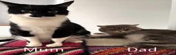 British Shorthair cats for sale: Affectionate British Shorthair Cross Kitten! - Advert 6