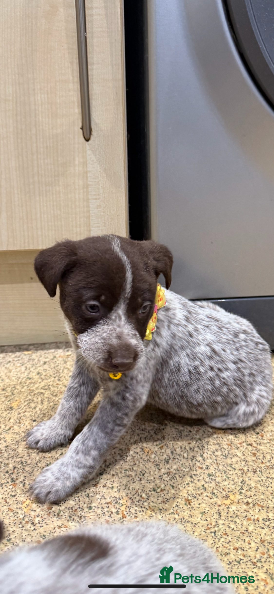 Mixed Breed dogs 4 Stunning German Shorthaired Pointer X 🐶 - Advert 1