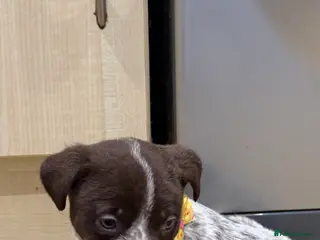 Mixed Breed dogs 4 Stunning German Shorthaired Pointer X 🐶 - Advert 1