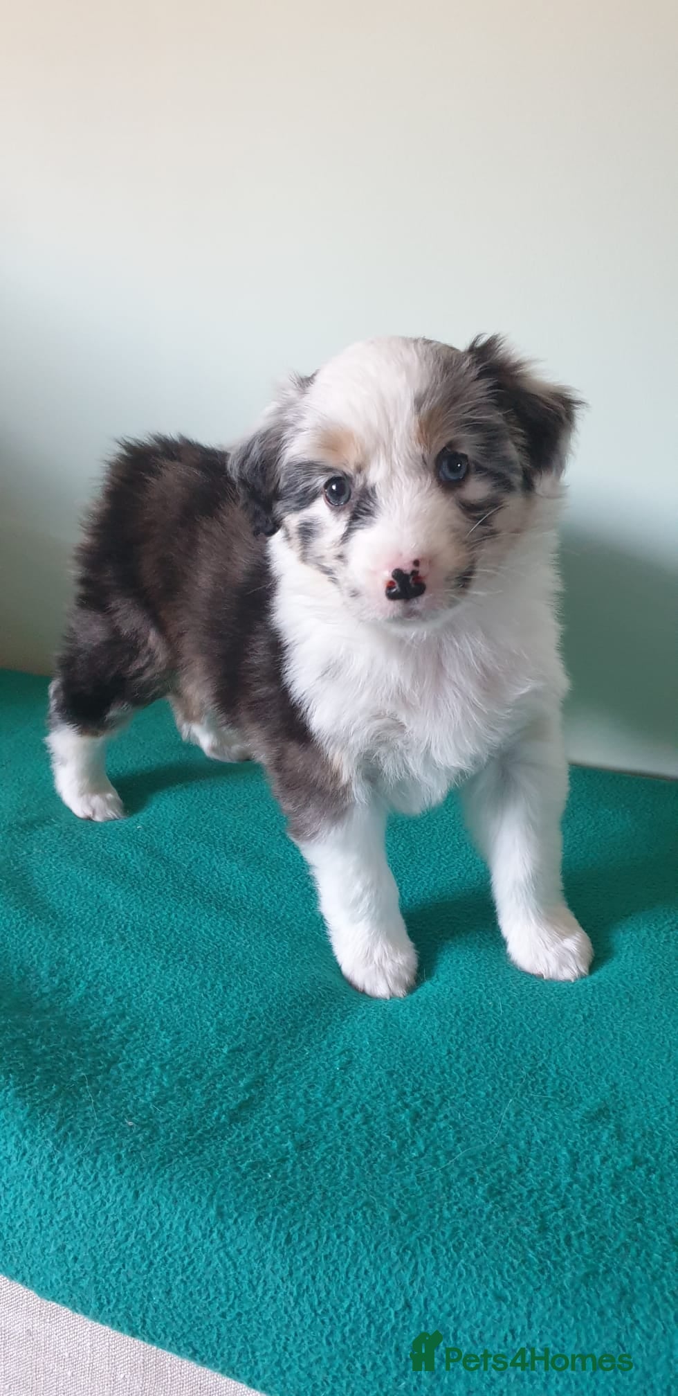 Australian Shepherd dogs Australian sheperd puppys for sale - Advert 4