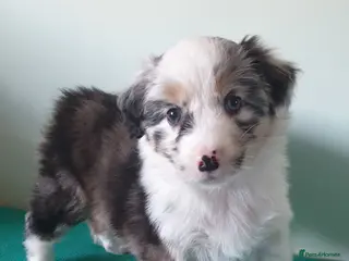Australian Shepherd dogs Australian sheperd puppys for sale - Advert 1