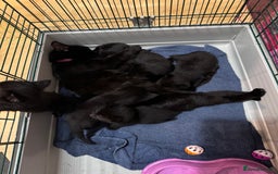 Mixed Breed cats for sale: 6 lovely black kittens looking for new homes - Image 2