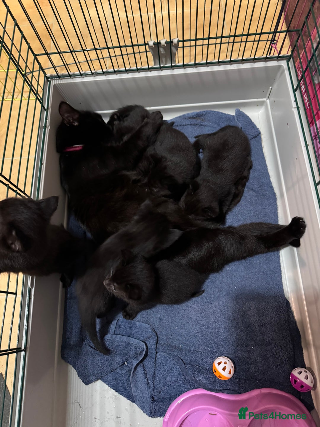 Mixed Breed cats for sale: 6 lovely black kittens looking for new homes - Image 2