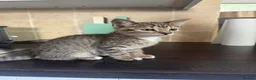 Mixed Breed cats for sale: Gorgeous Kittens  - Advert 2