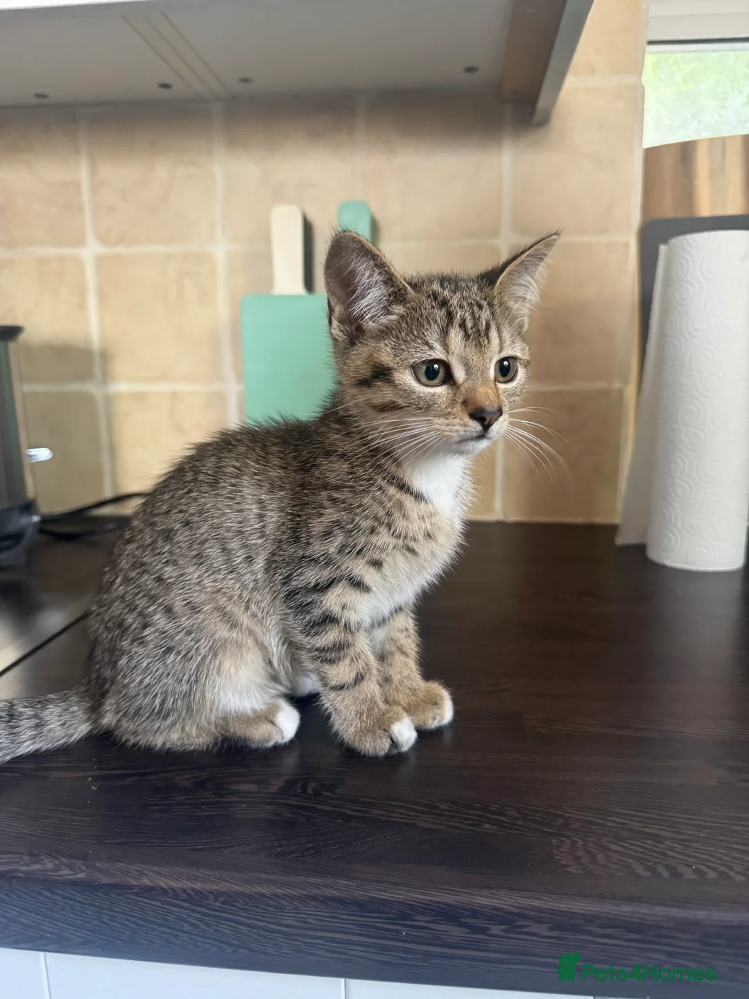 Mixed Breed cats for sale: Gorgeous Kittens  - Advert 2