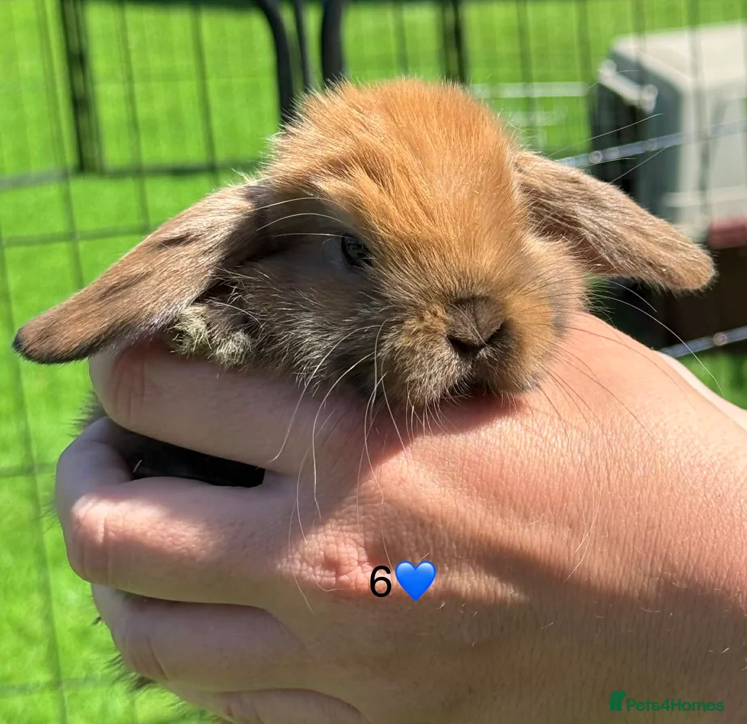 Mini Lop rabbits for sale: Mini lops - Advert 2