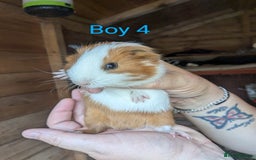 Guinea Pig rodents for sale: Little boy piggies - Image 3