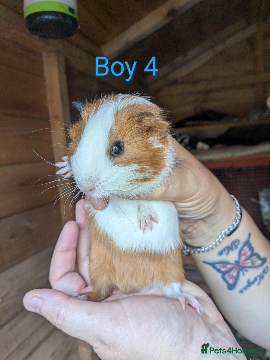 Guinea Pig rodents for sale: Little boy piggies - Image 3