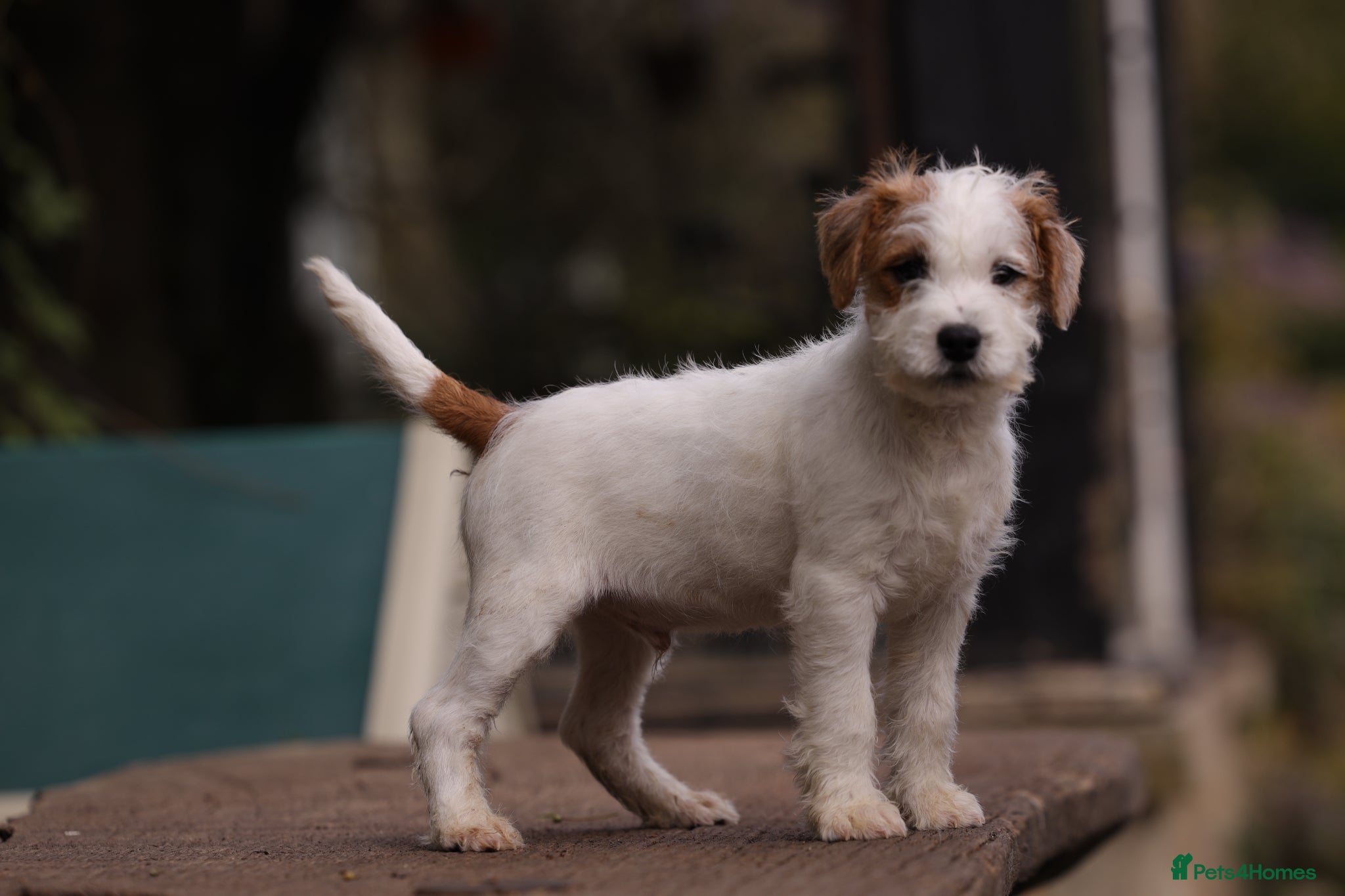 Parson Russell dogs pedigree parson Russell terrier puppy - Advert 1