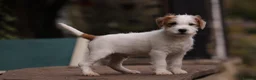 Parson Russell dogs for sale: pedigree parson Russell terrier puppy - Advert 1