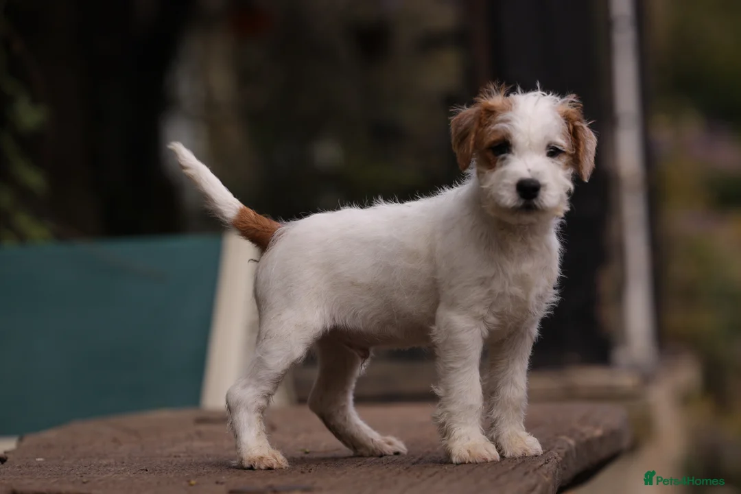 Parson Russell dogs for sale: pedigree parson Russell terrier puppy - Advert 1