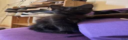 Mixed Breed cats for sale: 4 mixed breed kittens - ready to leave now  - Advert 8