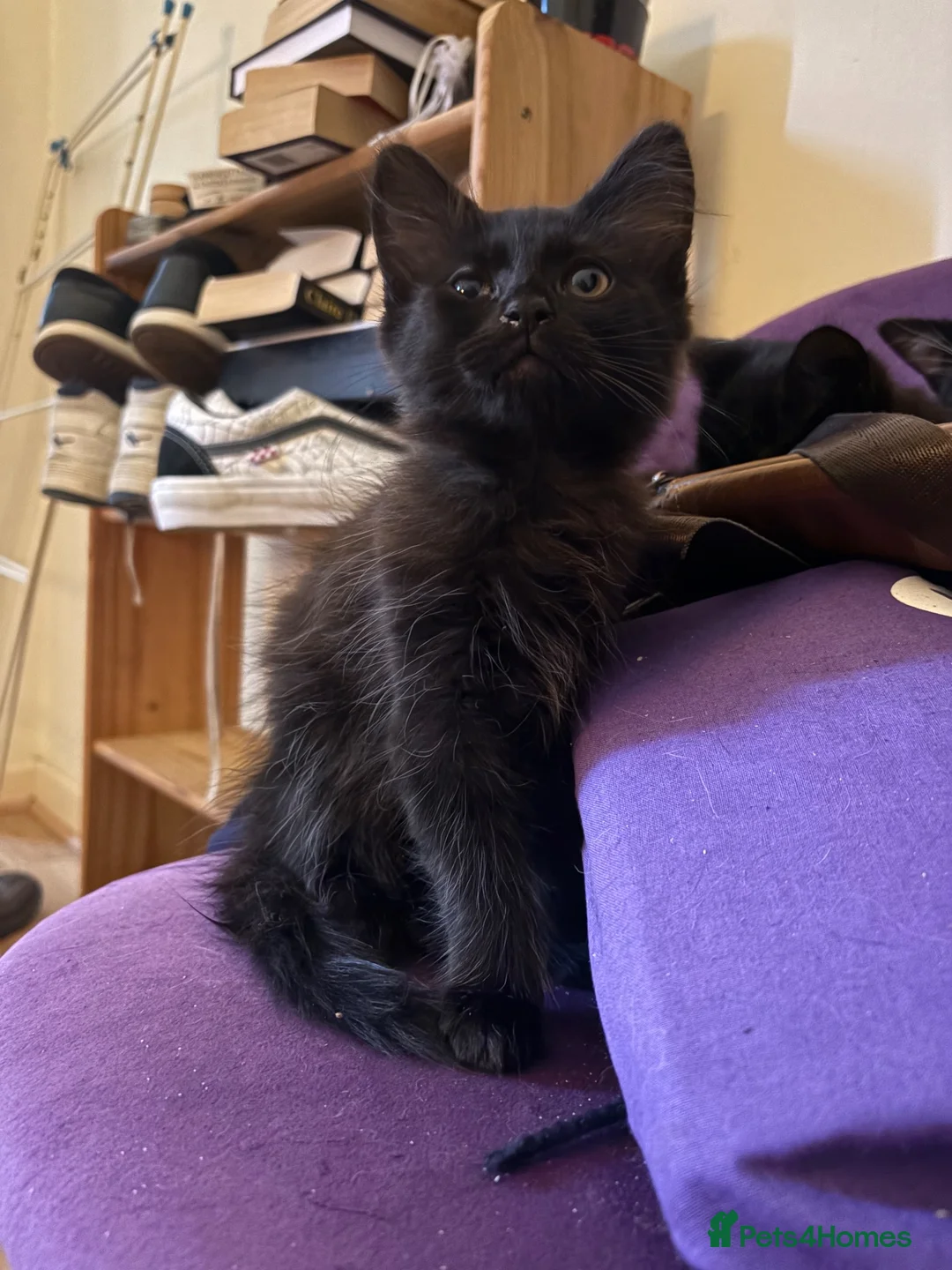 Mixed Breed cats for sale: 4 mixed breed kittens - ready to leave now  - Advert 8