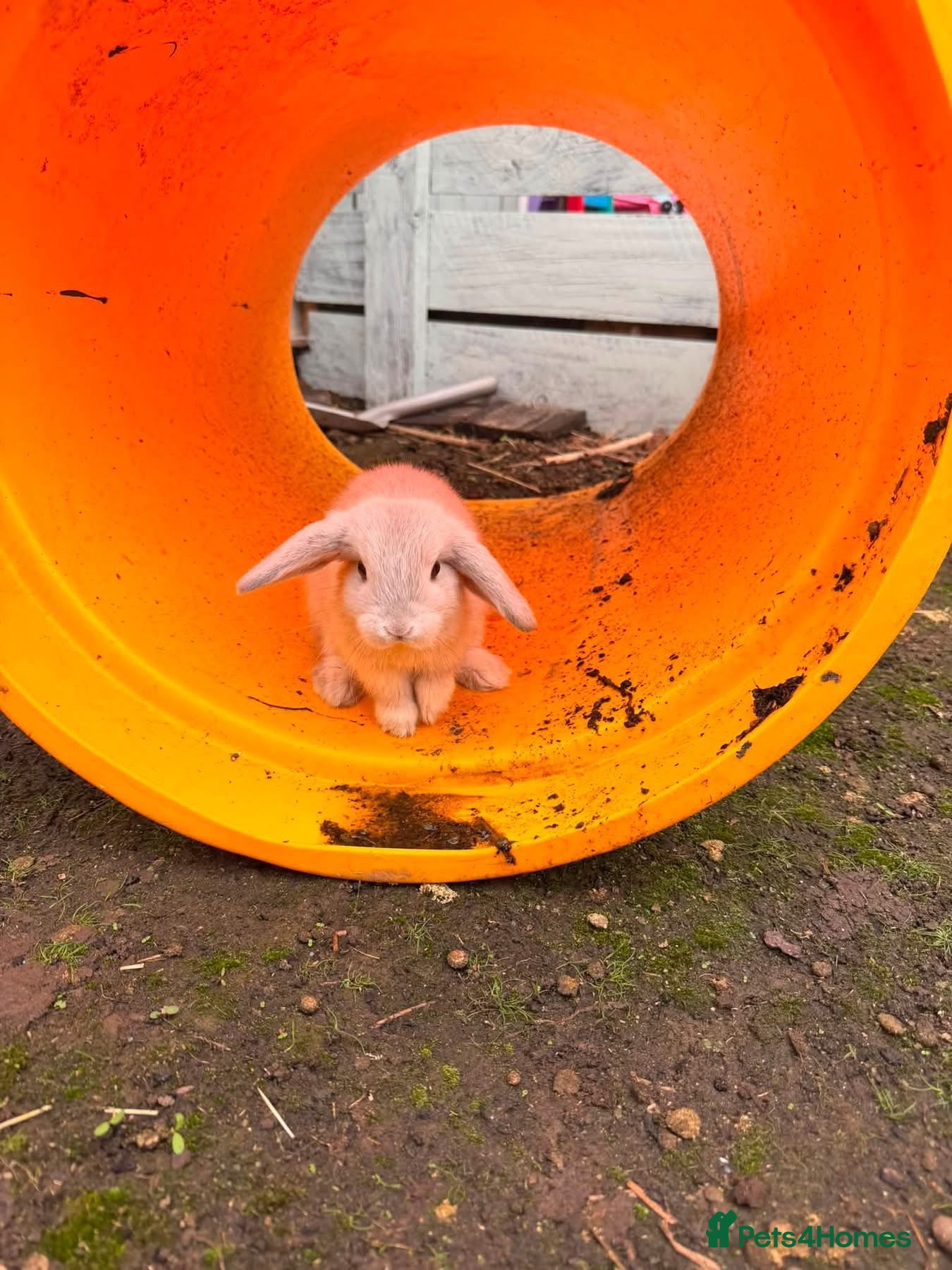 Mini Lop rabbits Mini lop buck and doe  - Advert 8