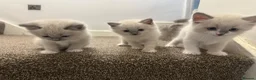 Ragdoll cats for sale: REDUCED!! FLUFFY LITTER OF 3 RAGDOLL KITTENS - Advert 8