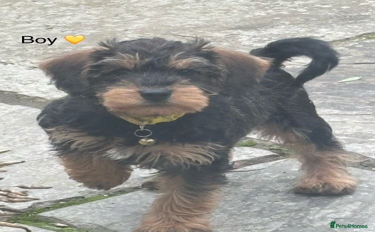 Mixed Breed dogs - Advert 1