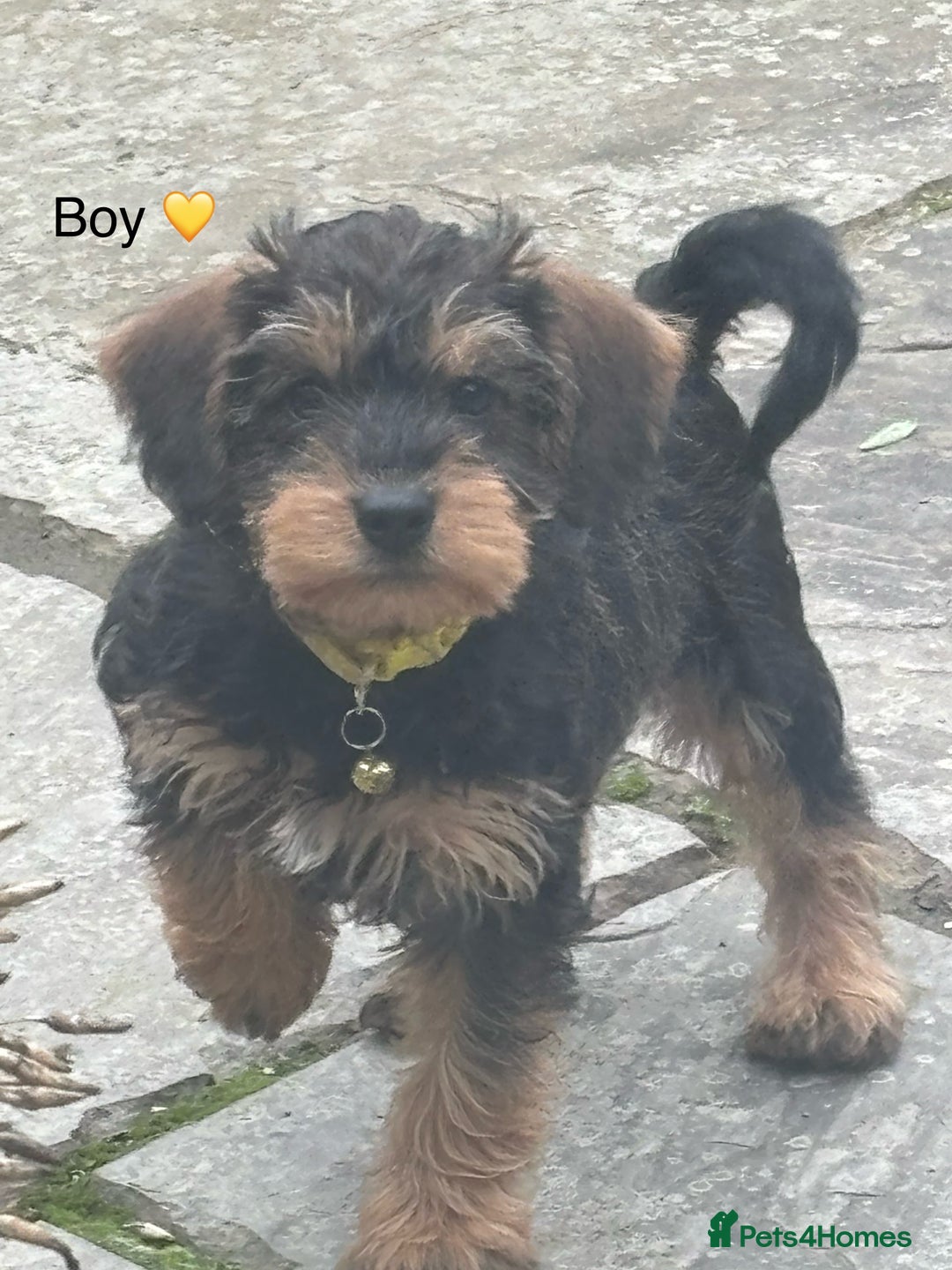 Mixed Breed dogs for sale: F1 MINI SCHNOODLE PUPPIES READY NOW - Image 16