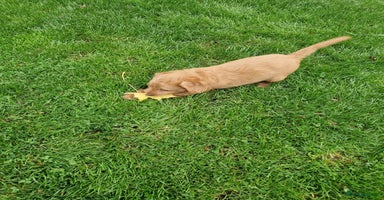 Labradoodle dogs - Advert 11