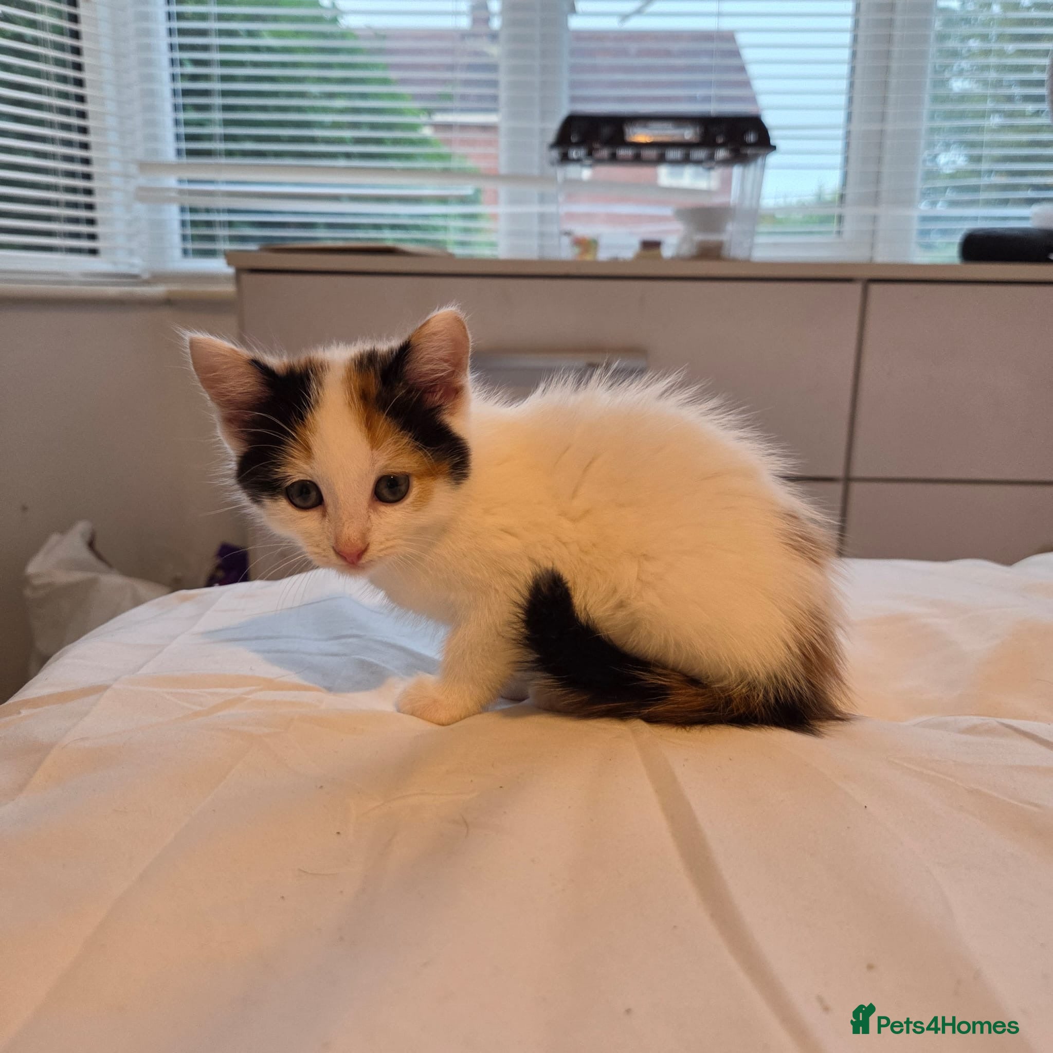 Mixed Breed cats 2 left. Ginger, tuxedo and calico kittens - Advert 1