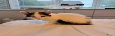Kitten 5