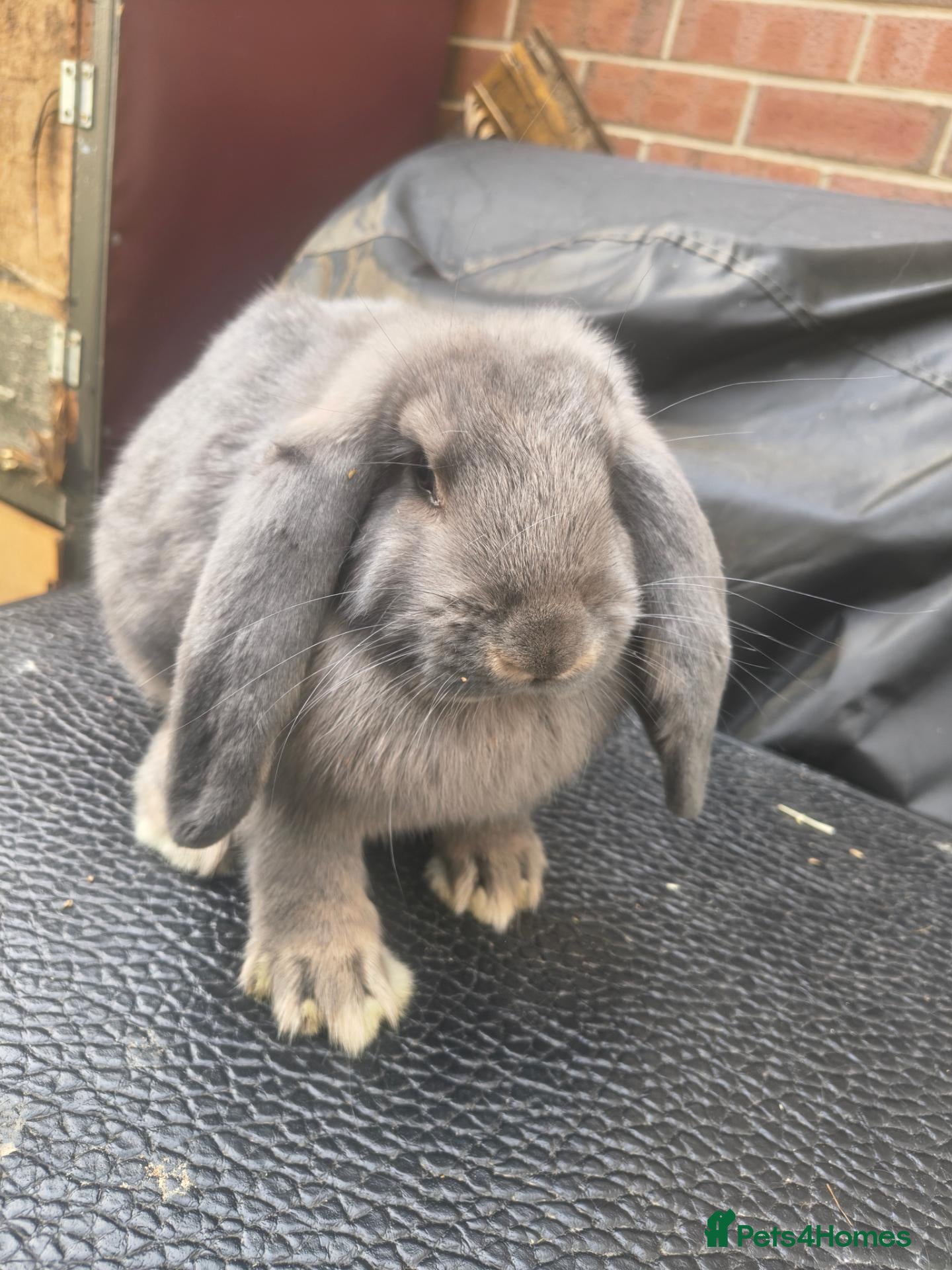 French Lop rabbits French lop doe  - Advert 21