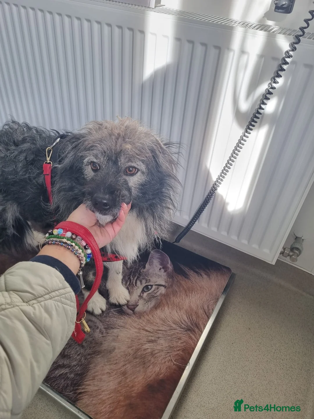 Mixed Breed dogs for sale: STORMY – s Superb young boy for a Loving Home - Advert 15