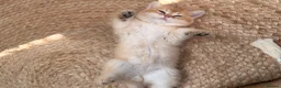 British Shorthair cats for sale: Two NY12 girls Available  - Advert 2