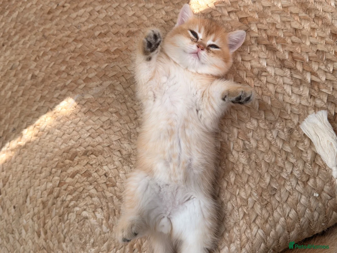 British Shorthair cats for sale: Two NY12 girls Available  - Advert 2