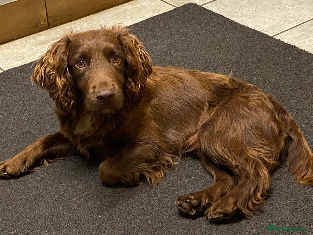 Cocker Spaniel dogs for stud: Working Cocker Spaniel at Stud - Advert 2