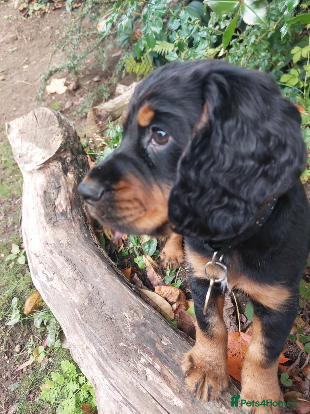 Cocker Spaniel dogs for sale: Exceptional KC Cocker Spaniel Pups - Advert 11