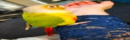 Conures birds for sale: Male Pineapple Conure Small/medium Parrot in Ilfracombe - Advert 4