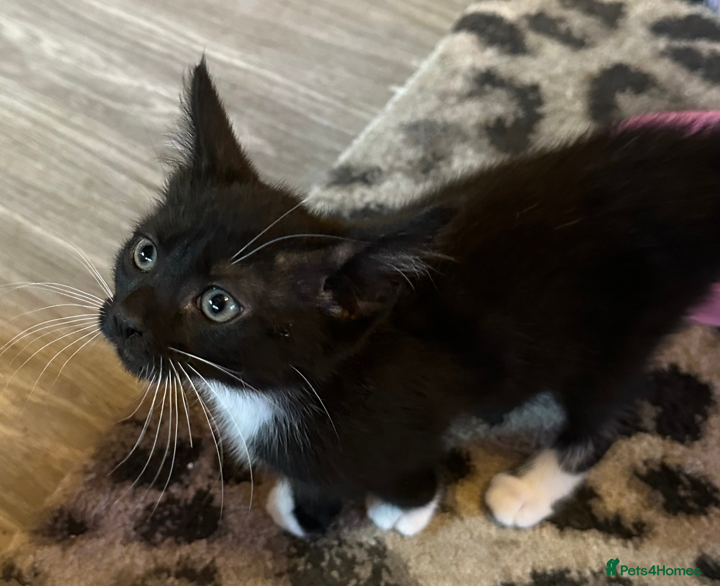 Maine Coon cats Maine Coon Crosses - last 2 remaining - Advert 9