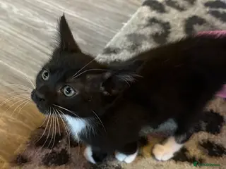 Maine Coon cats Maine Coon Crosses - last 2 remaining - Advert 9