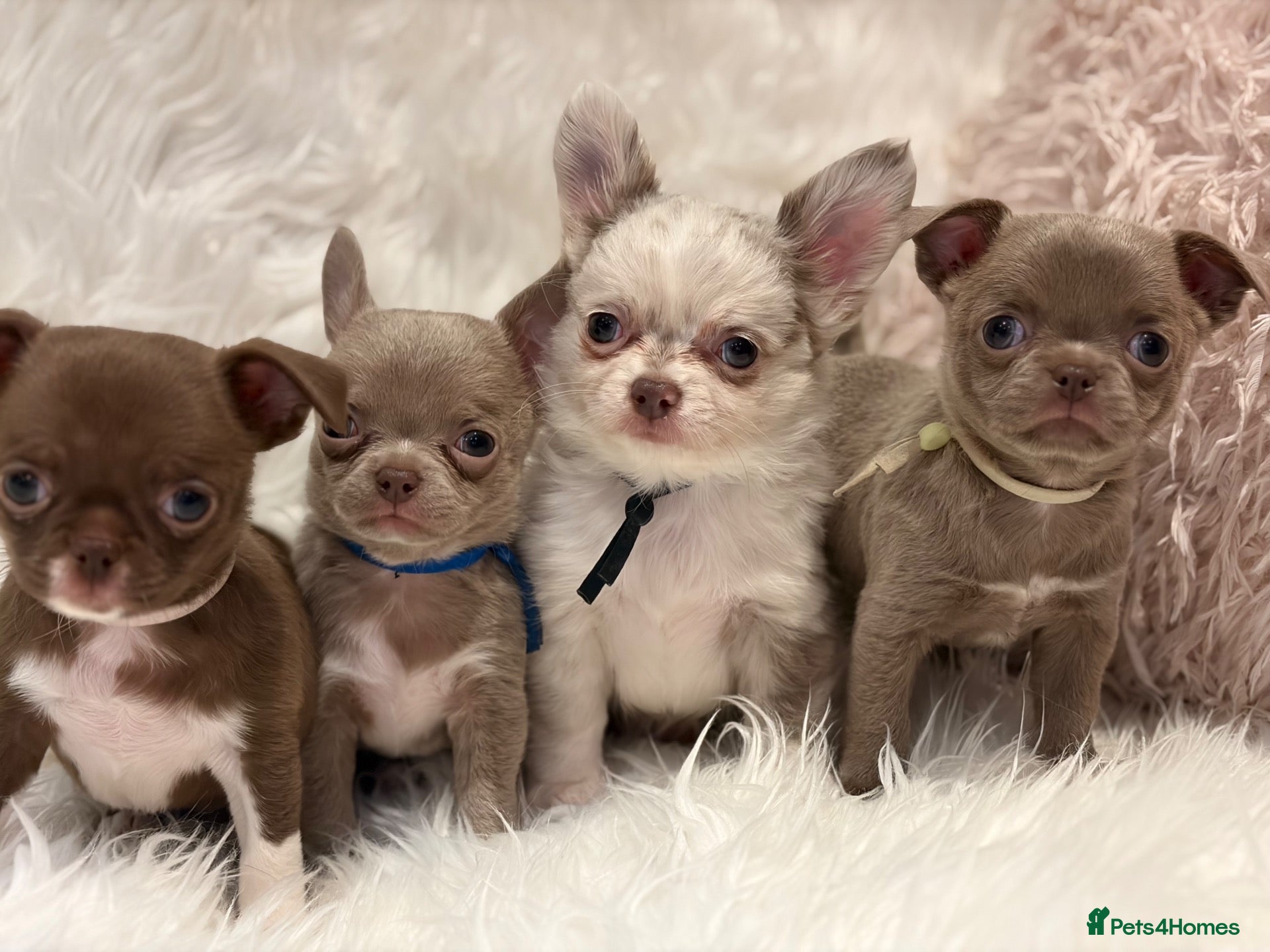 Chihuahua dogs KC REG, DNA HEALTH TESTED, TINY, VERY RARE 🐶😍 - Advert 1