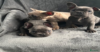 French Bulldog dogs - Advert 12