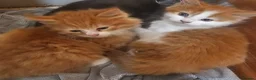 Mixed Breed cats for sale: 2 beautiful kittens left 😍  - Advert 3