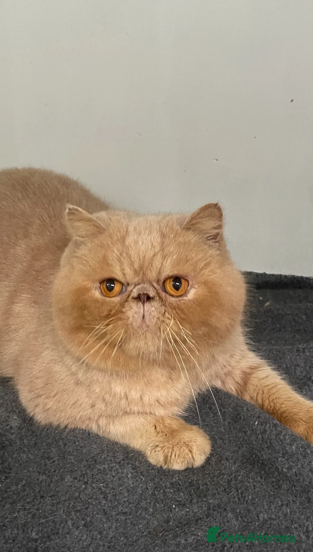 British Shorthair cats for sale: Male exotic  - Advert 2